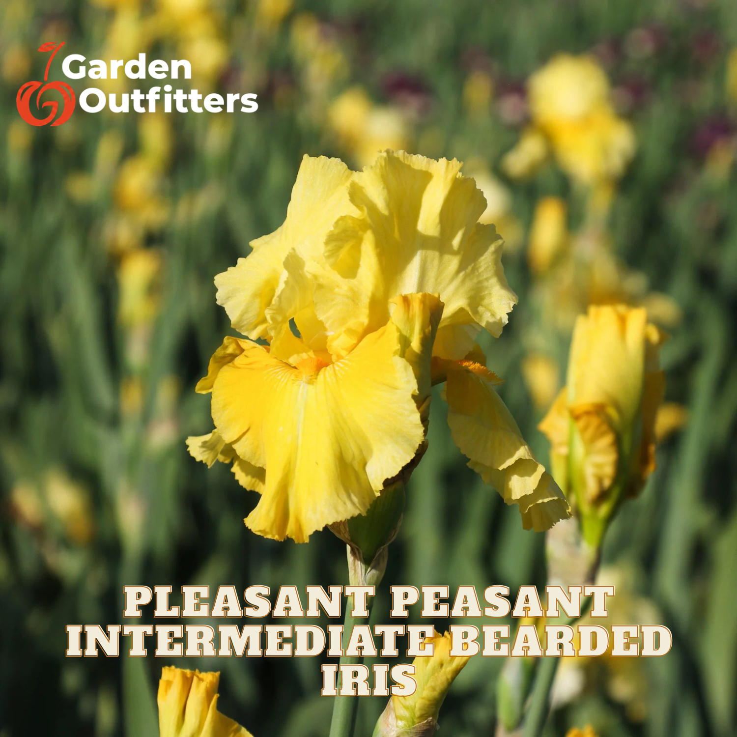 A close-up of a yellow bearded iris flower in a blurred field, with the text 'PLEASANT PEASANT INTERMEDIATE BEARDED IRIS' and the Garden Outfitters logo overlaid.