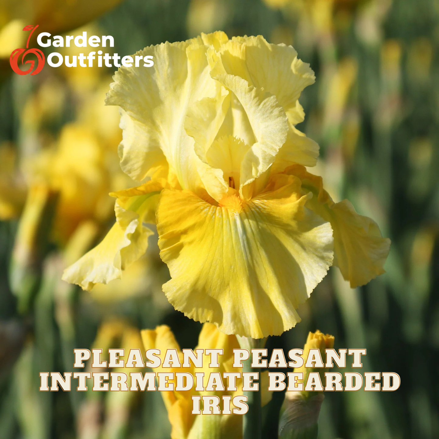 A close-up of a yellow bearded iris flower in a field, with the text 'PLEASANT PEASANT INTERMEDIATE BEARDED IRIS' and a Garden Outfitters logo overlaid on the image.
