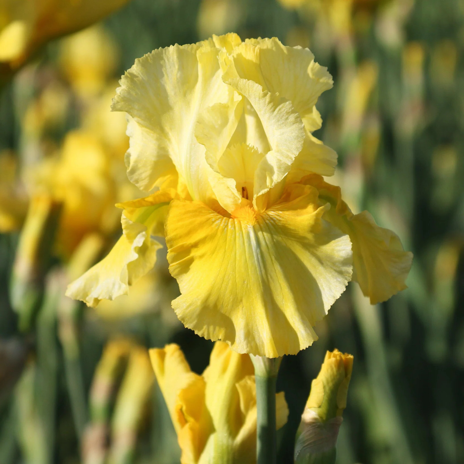 A close-up of a yellow iris flower in full bloom, with other blurred yellow flowers and green stems in the background.