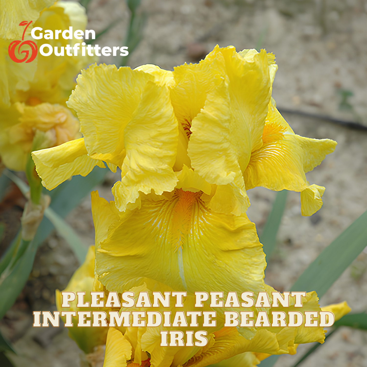 Yellow bearded iris flowers in bloom with text overlay reading 'Pleasant Peasant Intermediate Bearded Iris' and a Garden Outfitters logo in the top left.