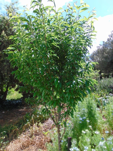 SATSUMA PLUM TREE 7gal