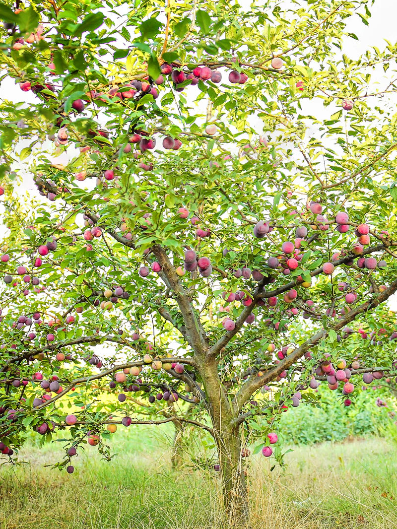 Burbank Plum Tree (PRUNUS FRUIT-S. BURBANK) - 5 gallon 60" TREE
