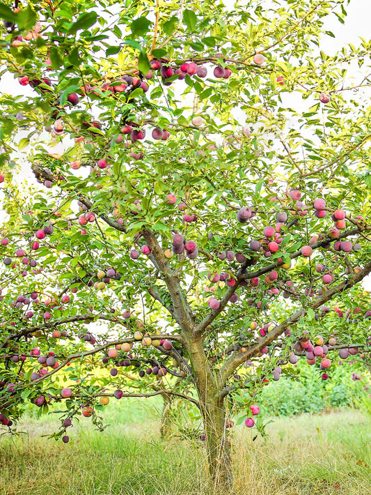 Burbank Plum Tree (PRUNUS FRUIT-S. BURBANK) - 5 gallon 60" TREE