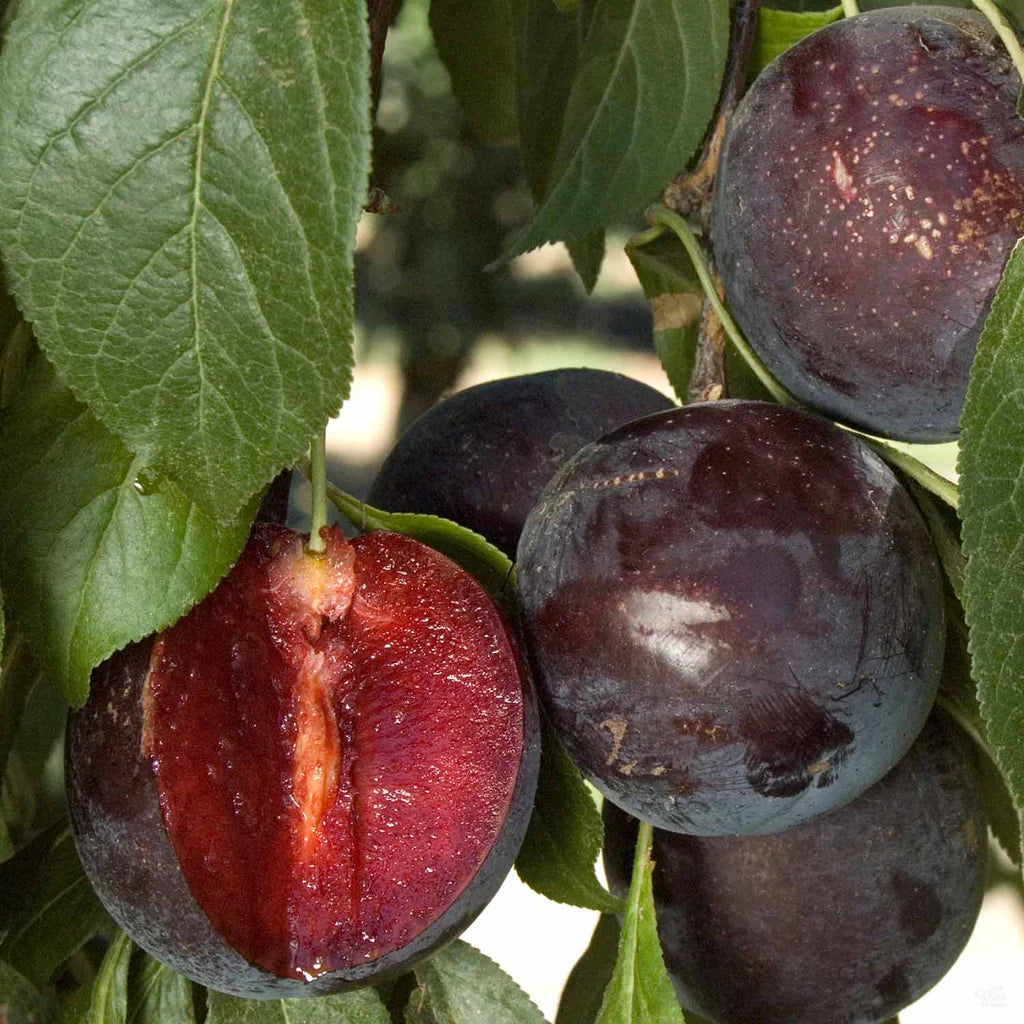 BURGUNDY PLUM TREE 10gal