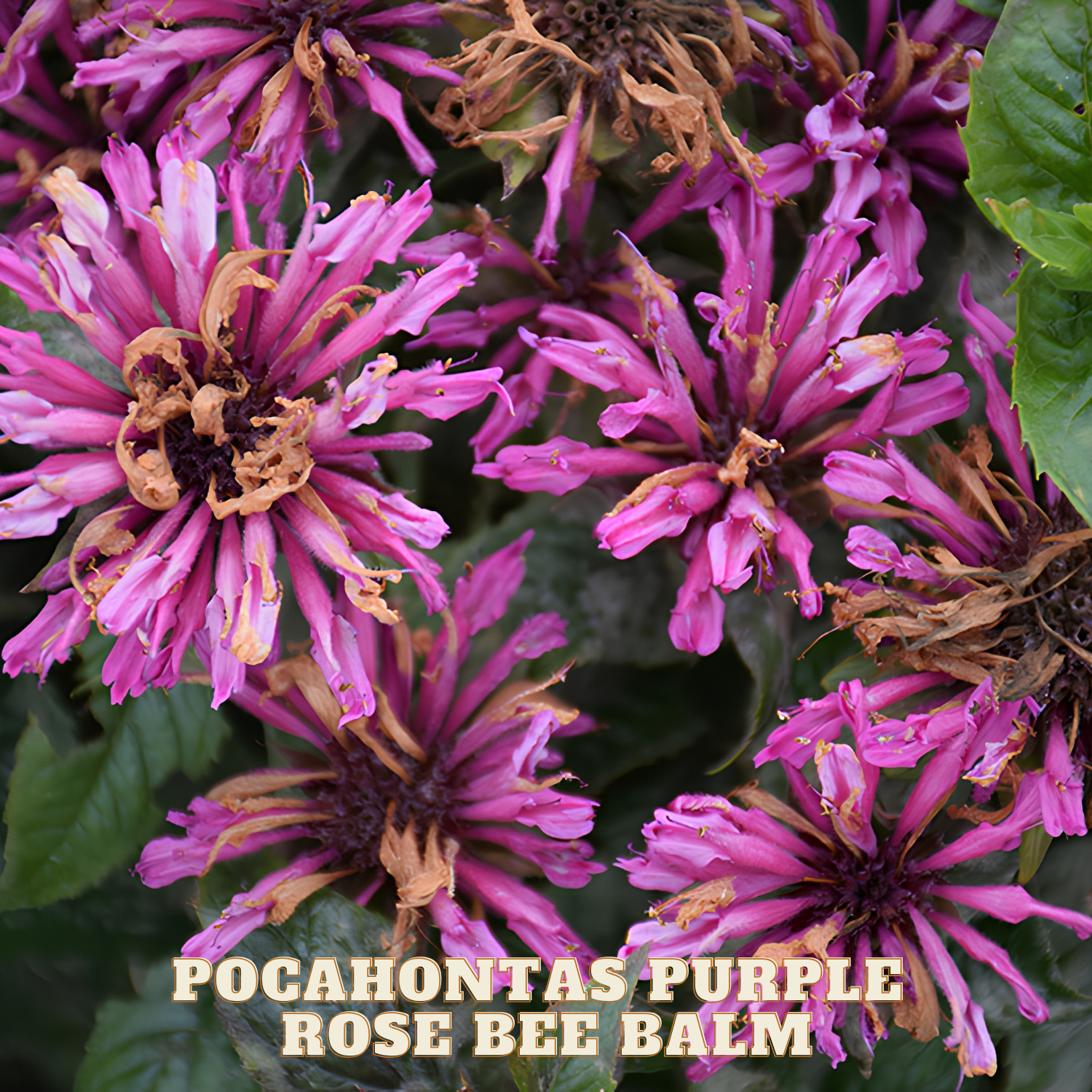 Close-up of Pocahontas Purple Rose Bee Balm flowers with green leaves.
