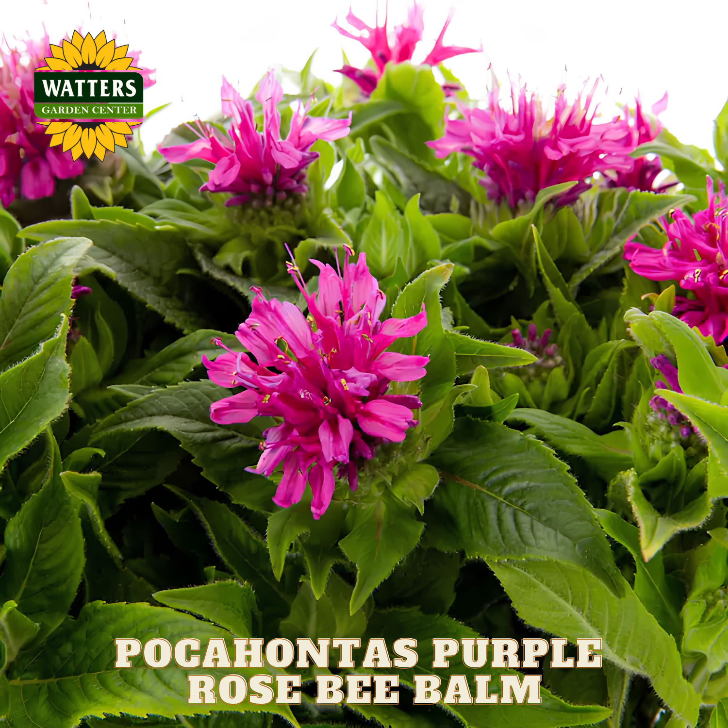 Pocahontas Purple Rose Bee Balm flowers with green leaves and Watters Garden Center logo.