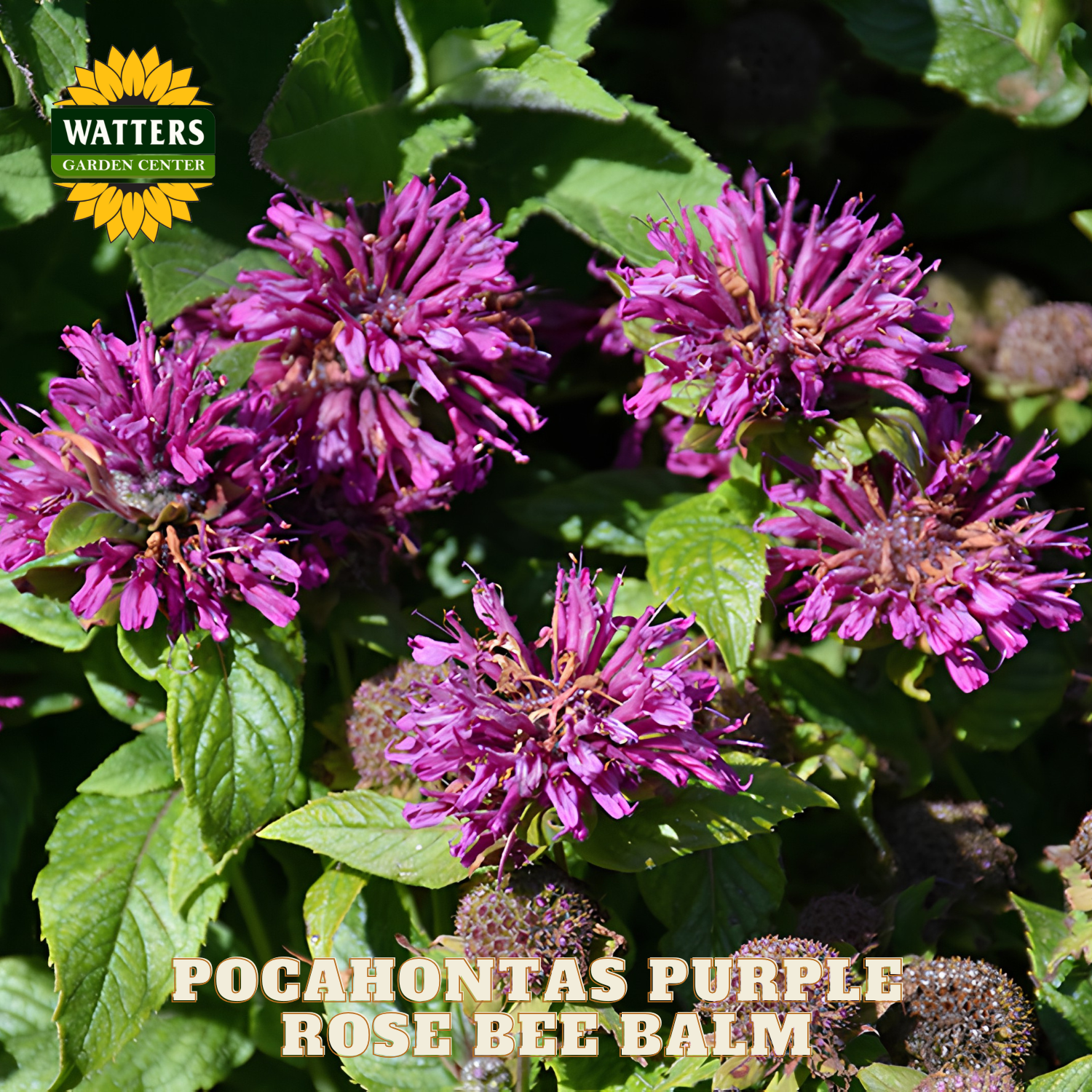 Pocahontas Purple Rose Bee Balm flowers with green leaves and Watters Garden Center logo.