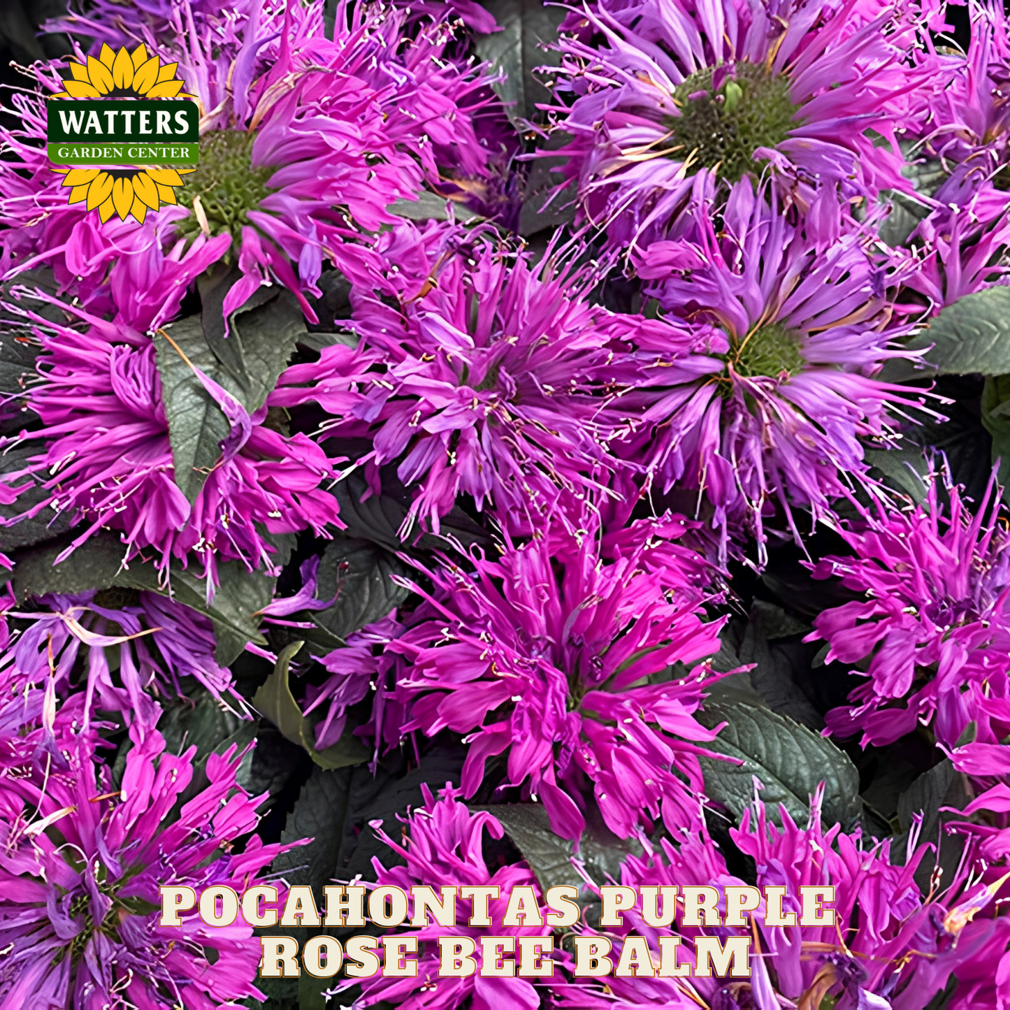Close-up of purple flowers with Watters Garden Center logo and 'Pocahontas Purple Rose Bee Balm' text.