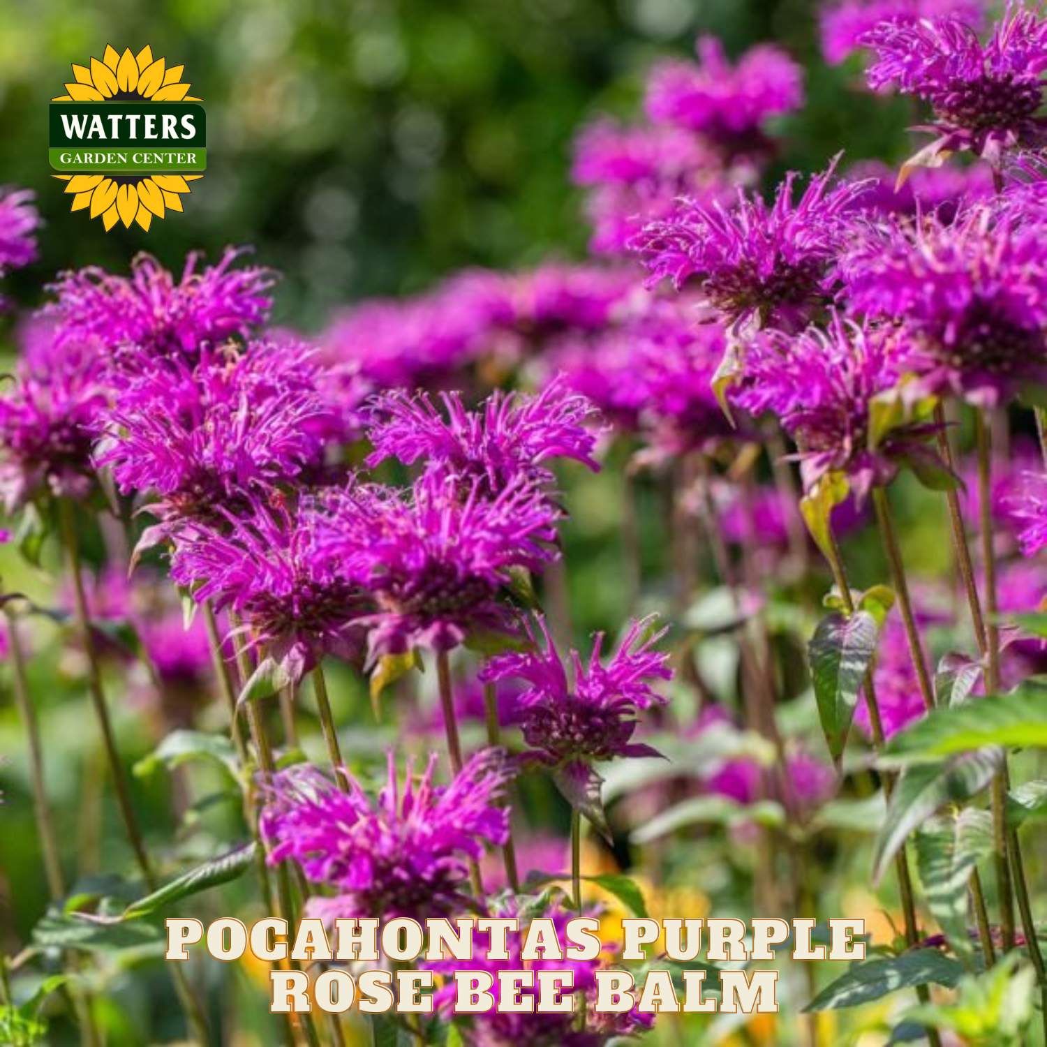 Purple flowers with Watters Garden Center logo and text overlay.