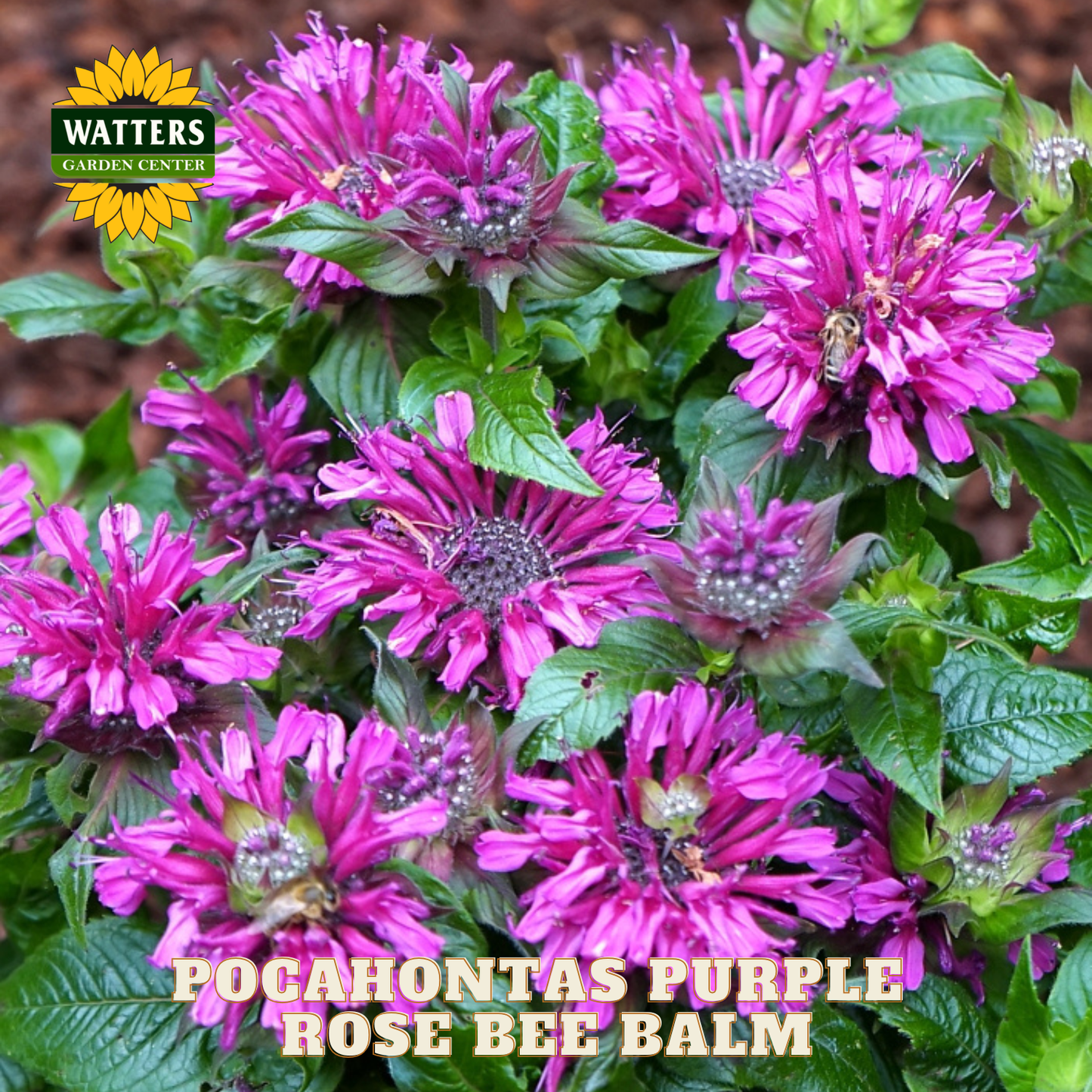 Pocahontas Purple Rose Bee Balm flowers with Watters Garden Center logo.