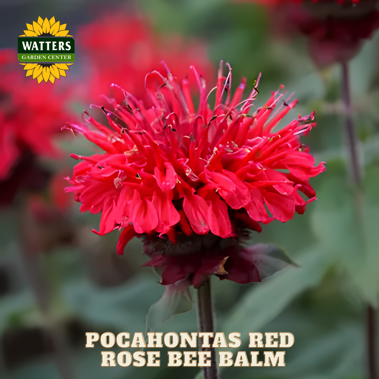 Red flower with 'Watters Garden Center' logo and text 'Pocahontas Red Rose Bee Balm'.