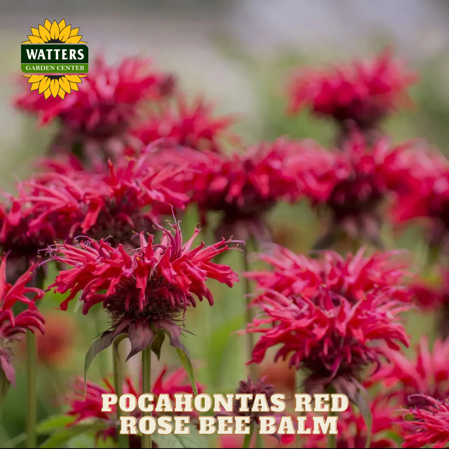 Pocahontas Red Rose Bee Balm flowers with Watters Garden Center logo.