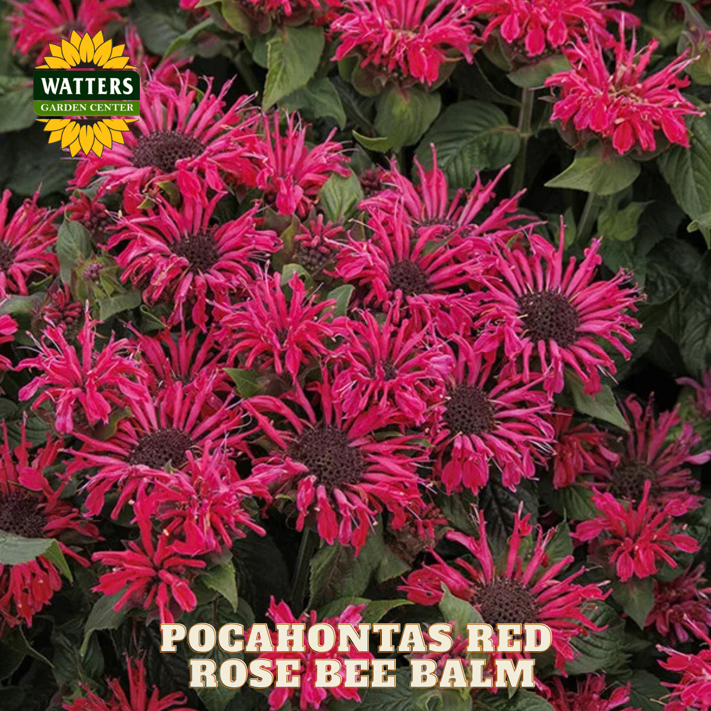 Pocahontas Red Rose Bee Balm flowers with Watters Garden Center logo.