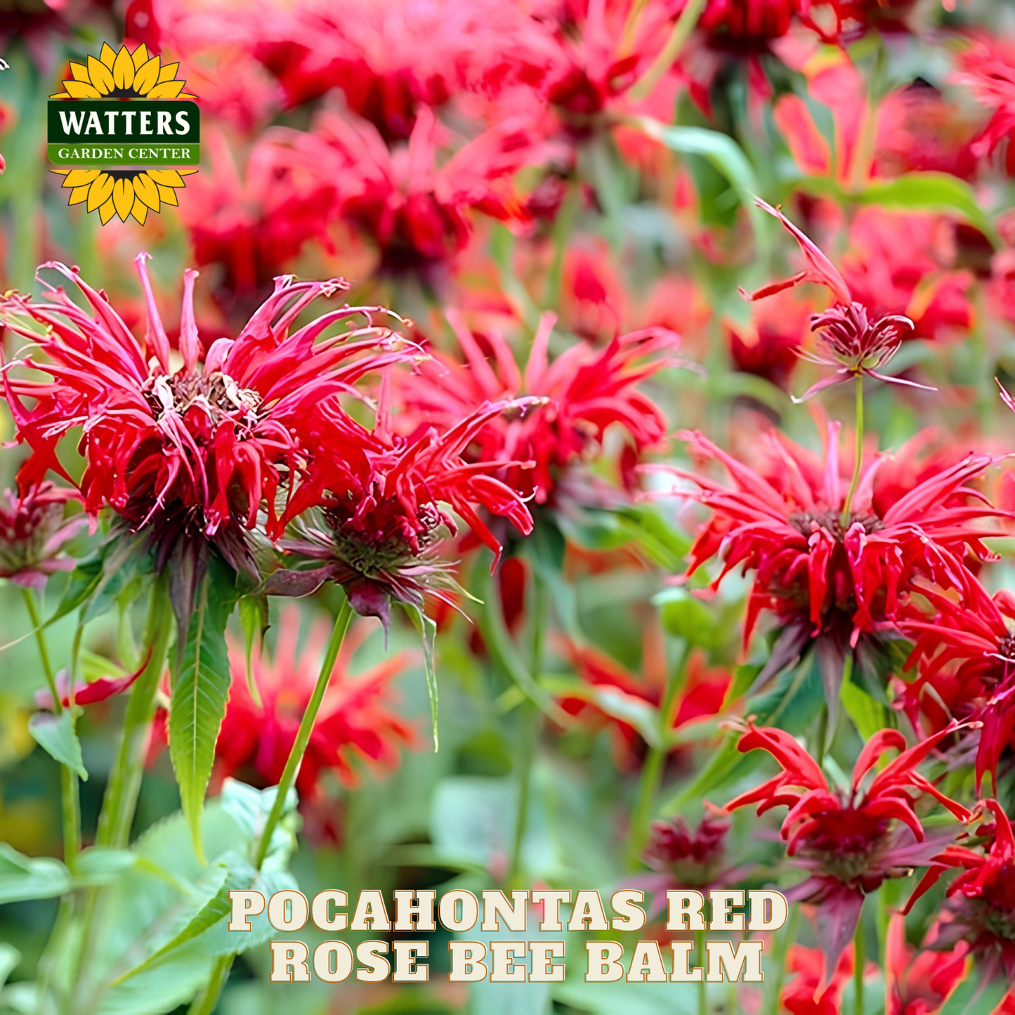 Pocahontas Red Rose Bee Balm flowers with Watters Garden Center logo.