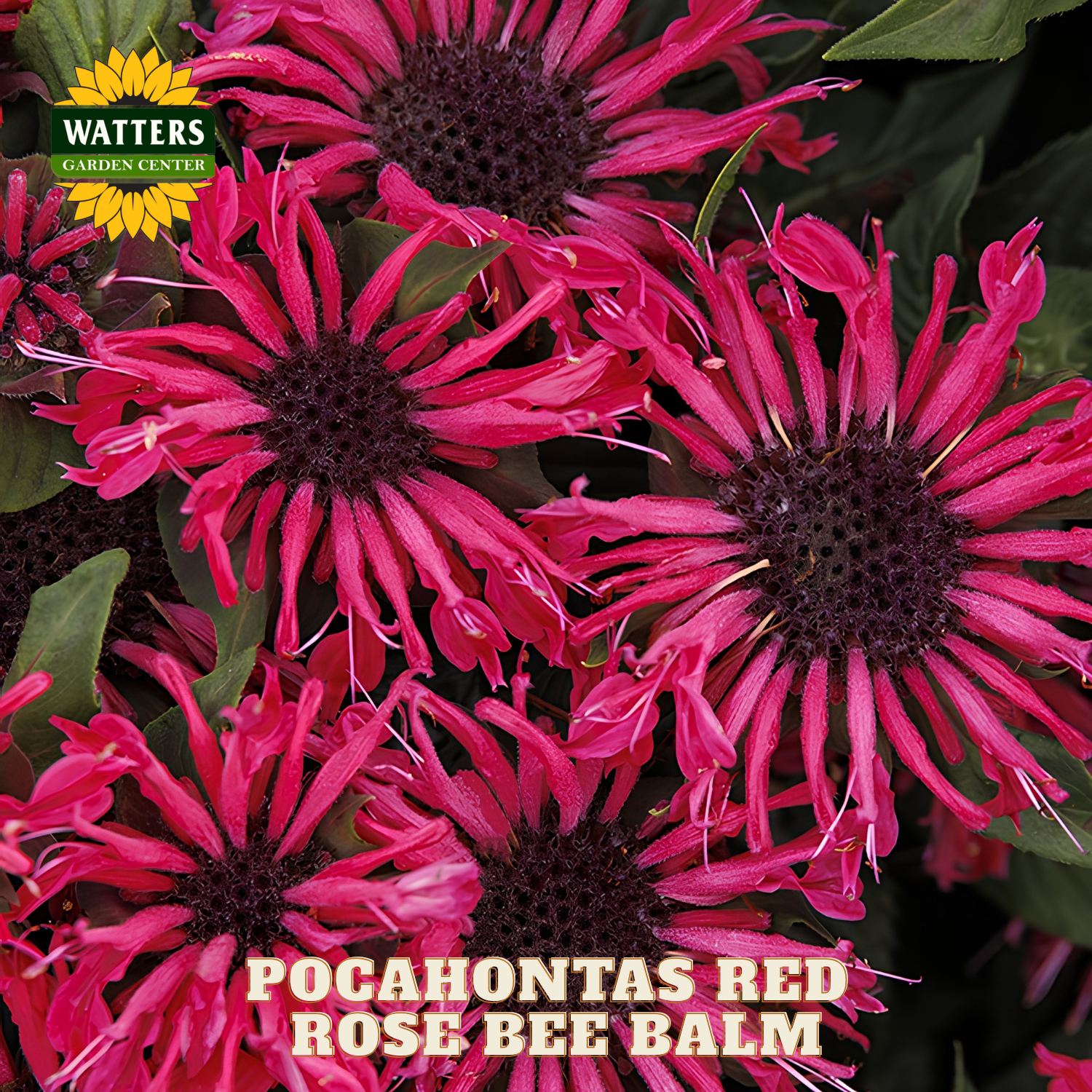 Pocahontas Red Rose Bee Balm flowers with Watters Garden Center branding.