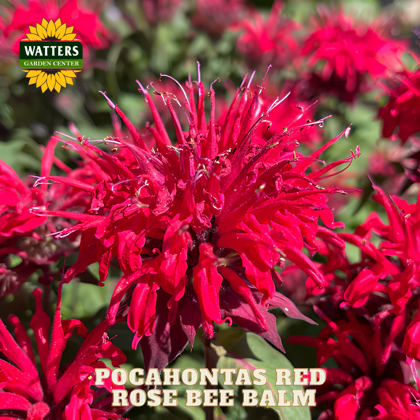Red flower with 'Watters Garden Center' logo and 'Pocahontas Red Rose Bee Balm' text.