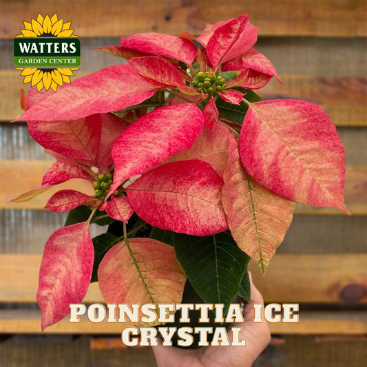 Poinsettia plant labeled 'Poinsettia Ice Crystal' with Watters Garden Center logo.
