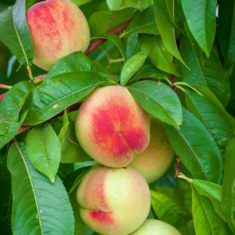 POLLY WHITE PEACH TREE 5gal