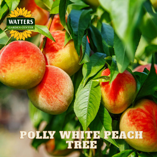 Peaches on a tree with Watters Garden Center logo and 'Polly White Peach Tree' text.