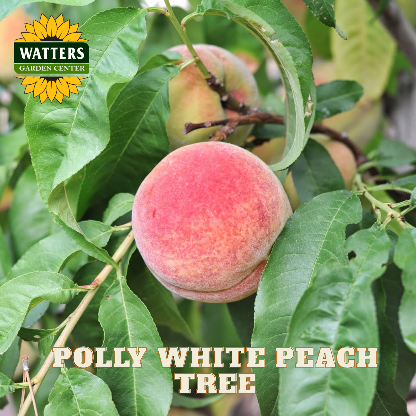 Peach on a tree branch with Watters Garden Center logo and 'Polly White Peach Tree' text.