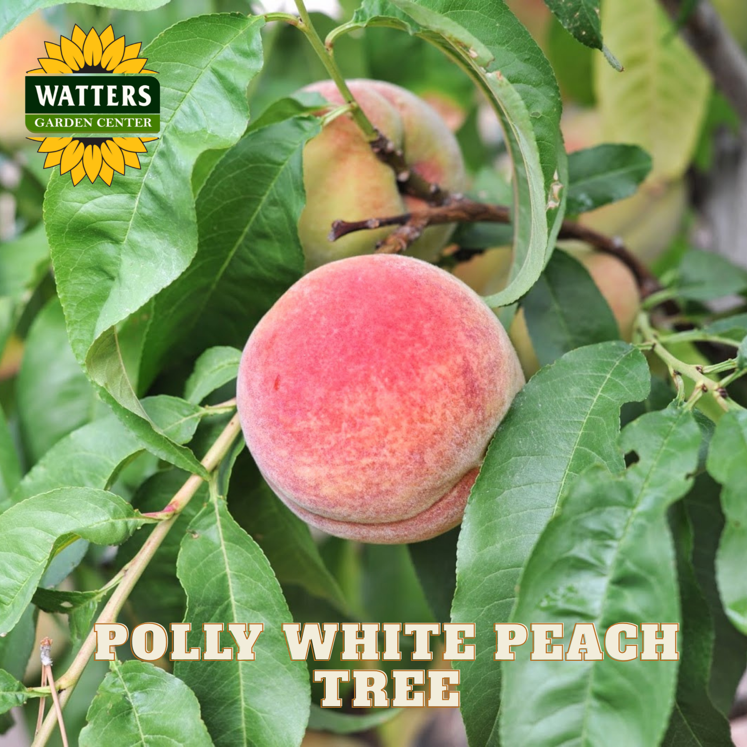 Peach on a tree branch with Watters Garden Center logo and 'Polly White Peach Tree' text.