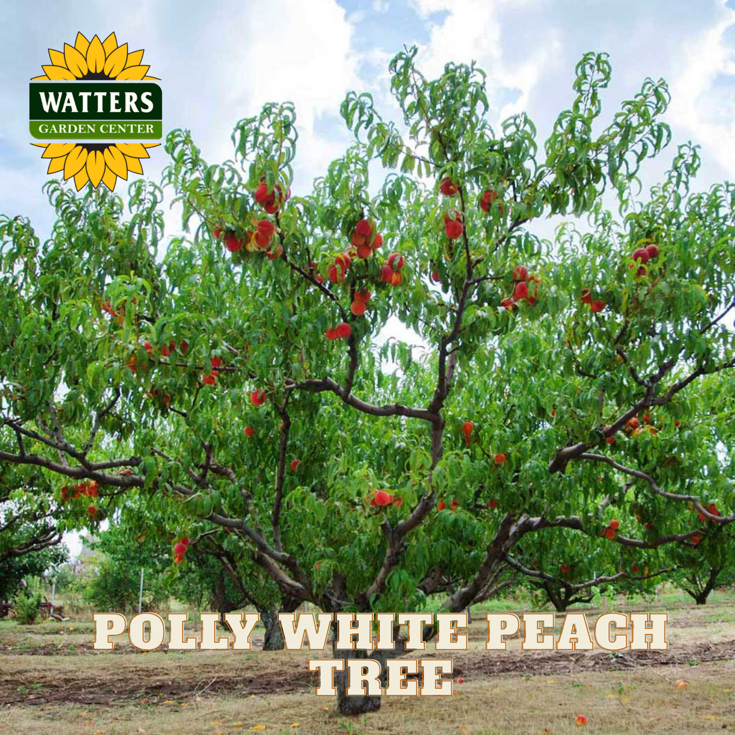 Polly White Peach Tree with Watters Garden Center logo