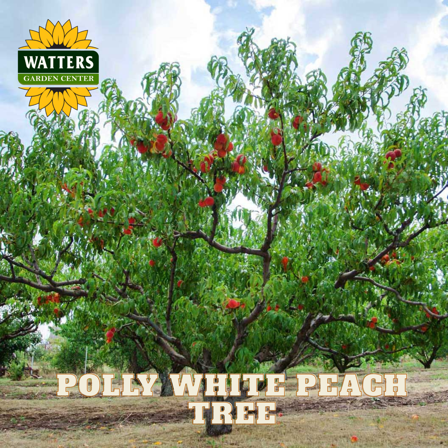 Polly White Peach Tree with Watters Garden Center logo