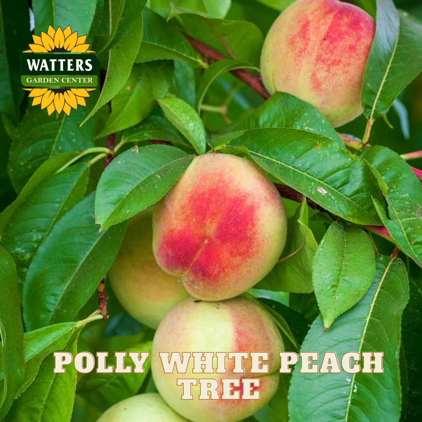 Peaches on a tree branch with Watters Garden Center logo and 'Polly White Peach Tree' text.