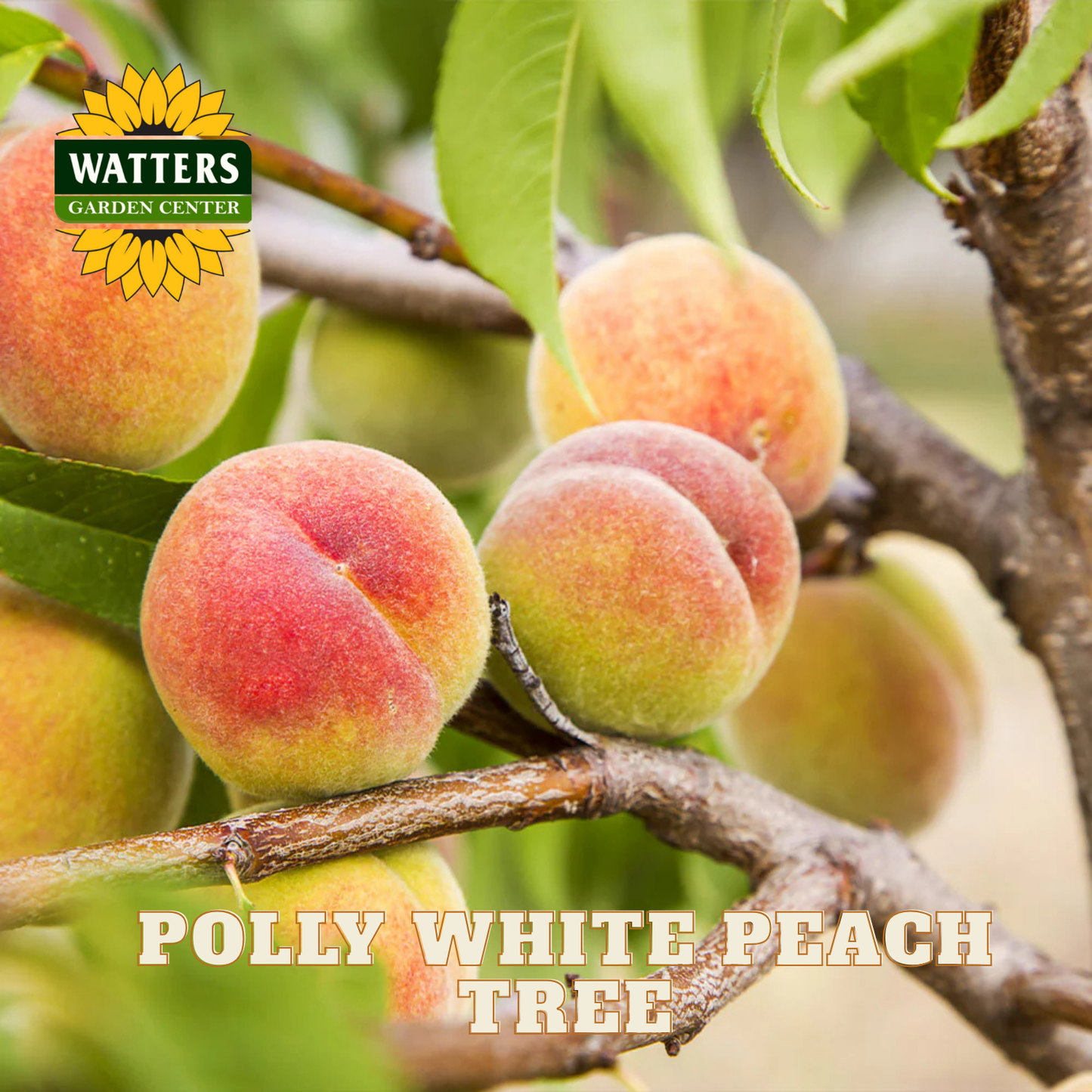 Peaches on a tree branch with Watters Garden Center logo and 'Polly White Peach Tree' text.