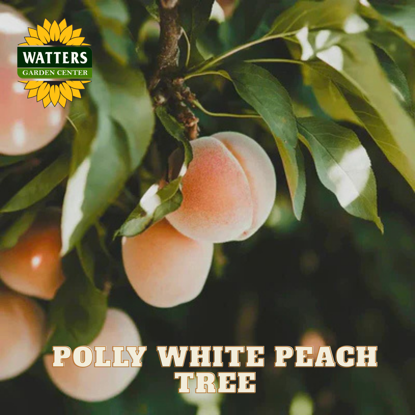 Peaches on a tree branch with Watters Garden Center logo and text 'Polly White Peach Tree'.