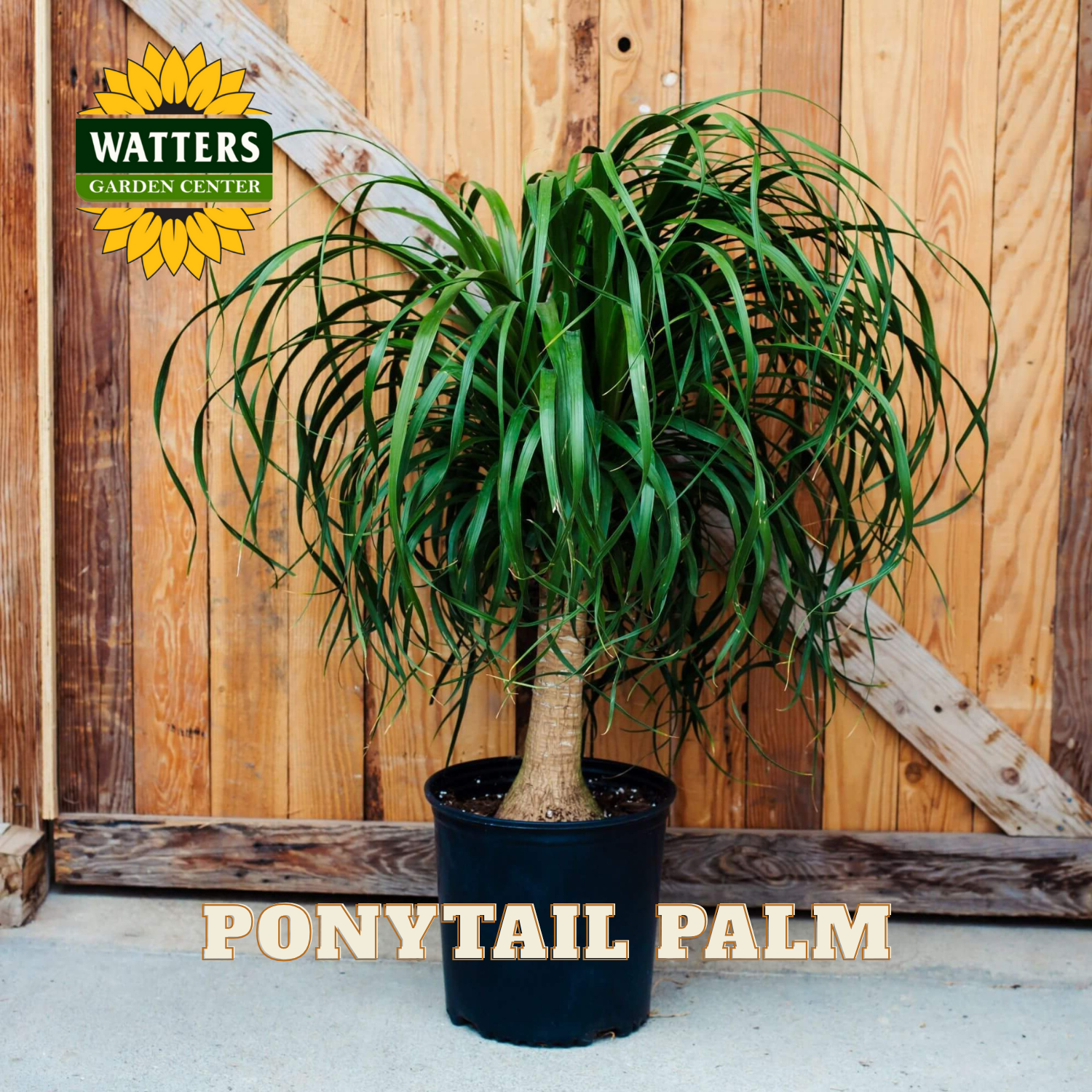 Potted ponytail palm plant with Watters Garden Center logo against a wooden background