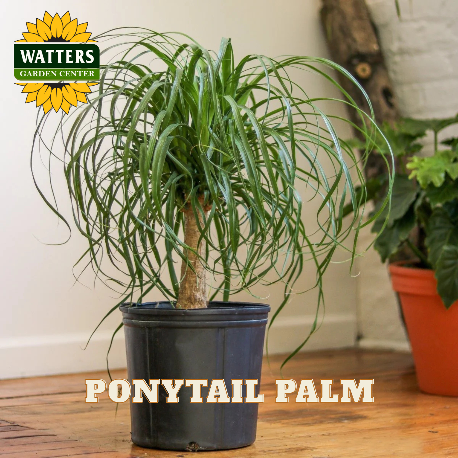 Potted ponytail palm plant on a wooden floor with Watters Garden Center branding.