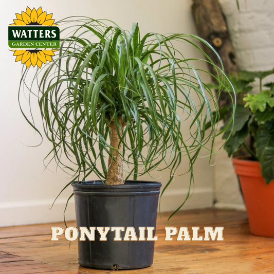 Potted ponytail palm plant on a wooden floor with Watters Garden Center branding.