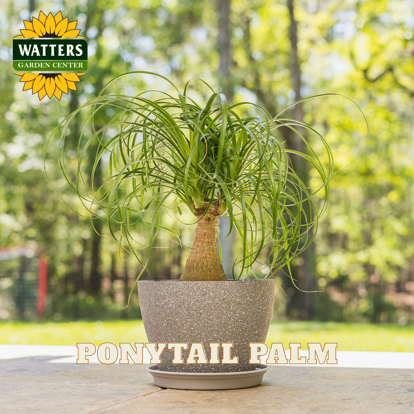 Potted ponytail palm plant on a table with a garden center logo in the corner.