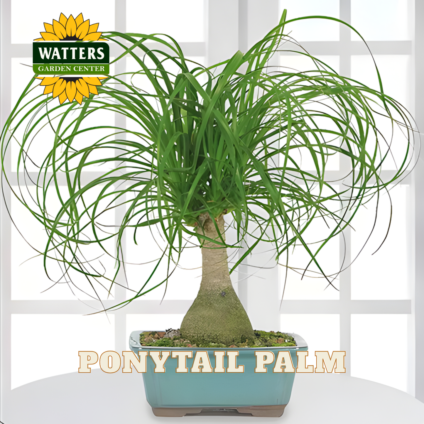 Potted ponytail palm plant with Watters Garden Center branding on a white background