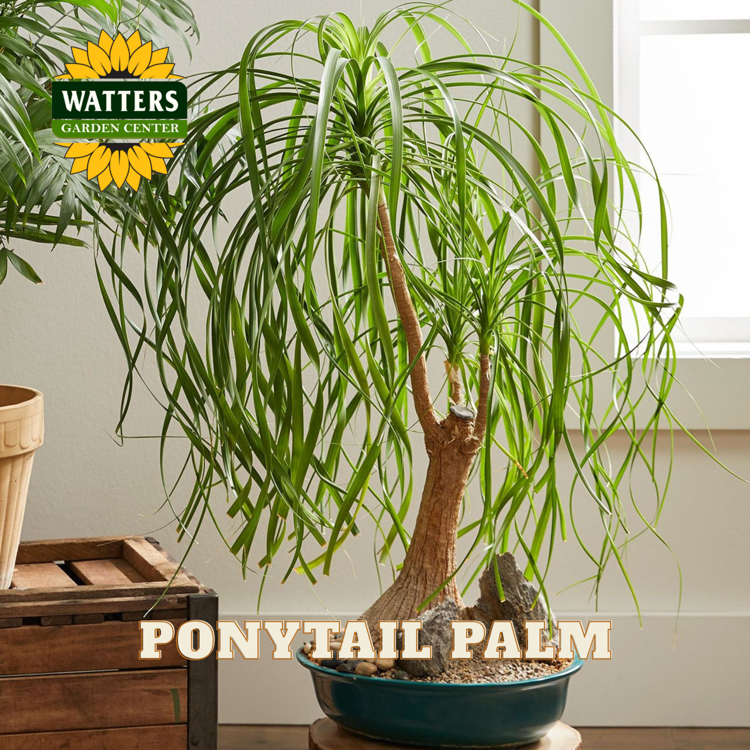 Potted ponytail palm plant with Watters Garden Center branding.