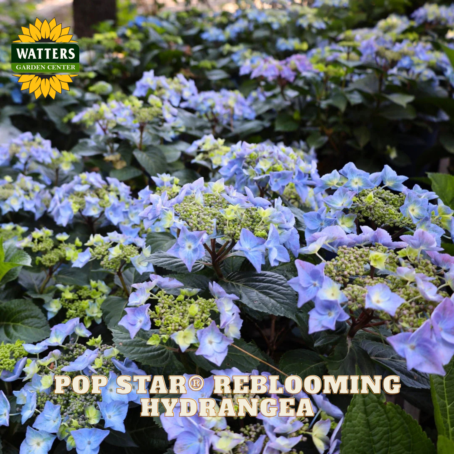 Pop Star reblooming hydrangea with Watters Garden Center branding.