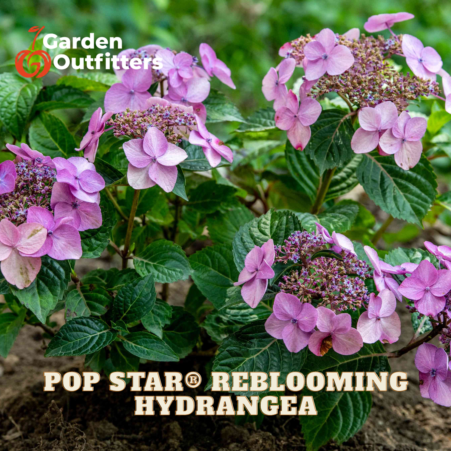 Pink Pop Star reblooming hydrangea flowers blooming in a garden setting, with green leaves and soil visible. The 'Garden Outfitters' logo is in the top-left corner, and 'POP STAR REBLOOMING HYDRANGEA' is written at the bottom.