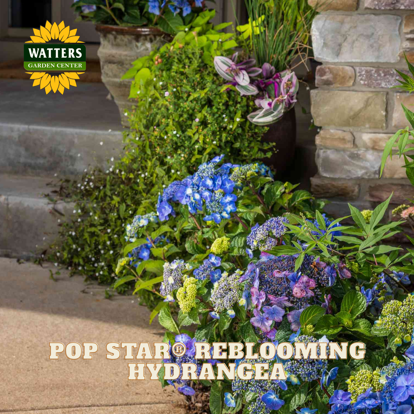 Hydrangea plant with blue and pink flowers in a garden setting, featuring Watters Garden Center branding.