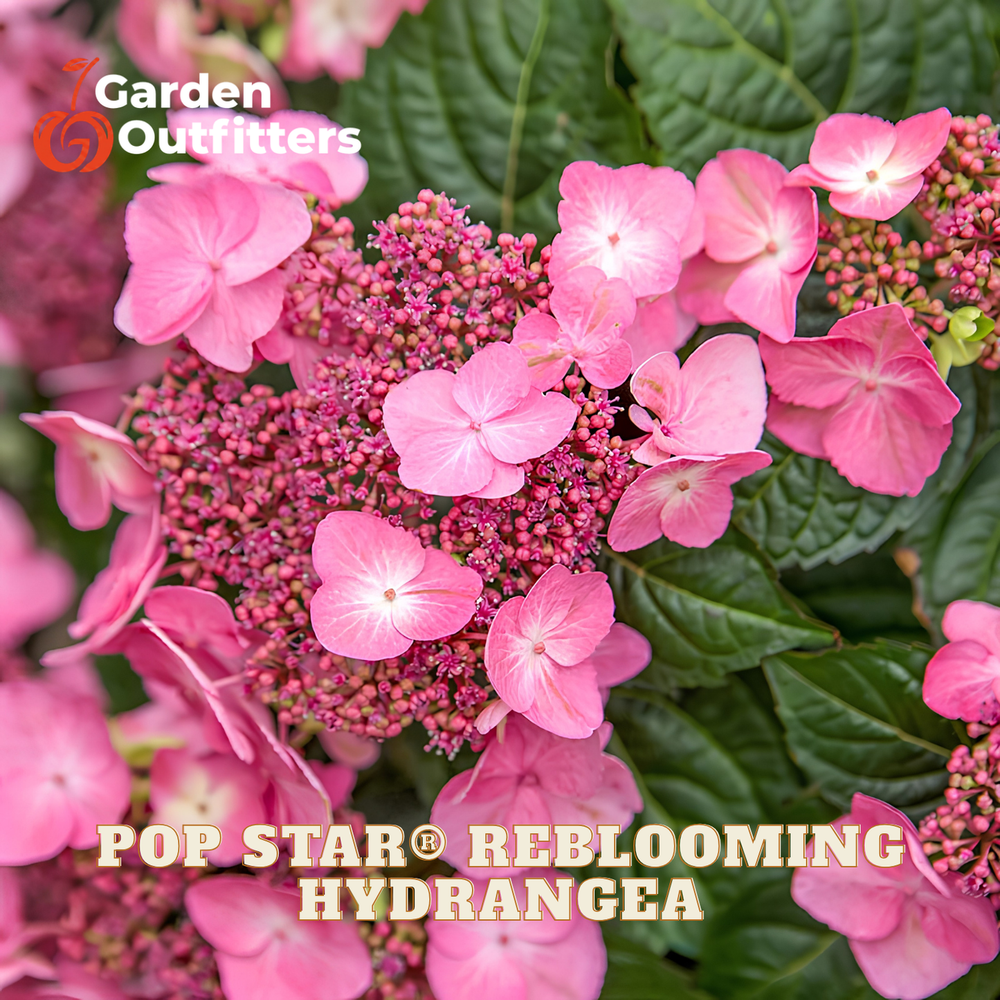 Pink hydrangea flower blooms with green leaves, featuring the text 'Garden Outfitters' and 'POP STAR REBLOOMING HYDRANGEA' on a close-up floral background.