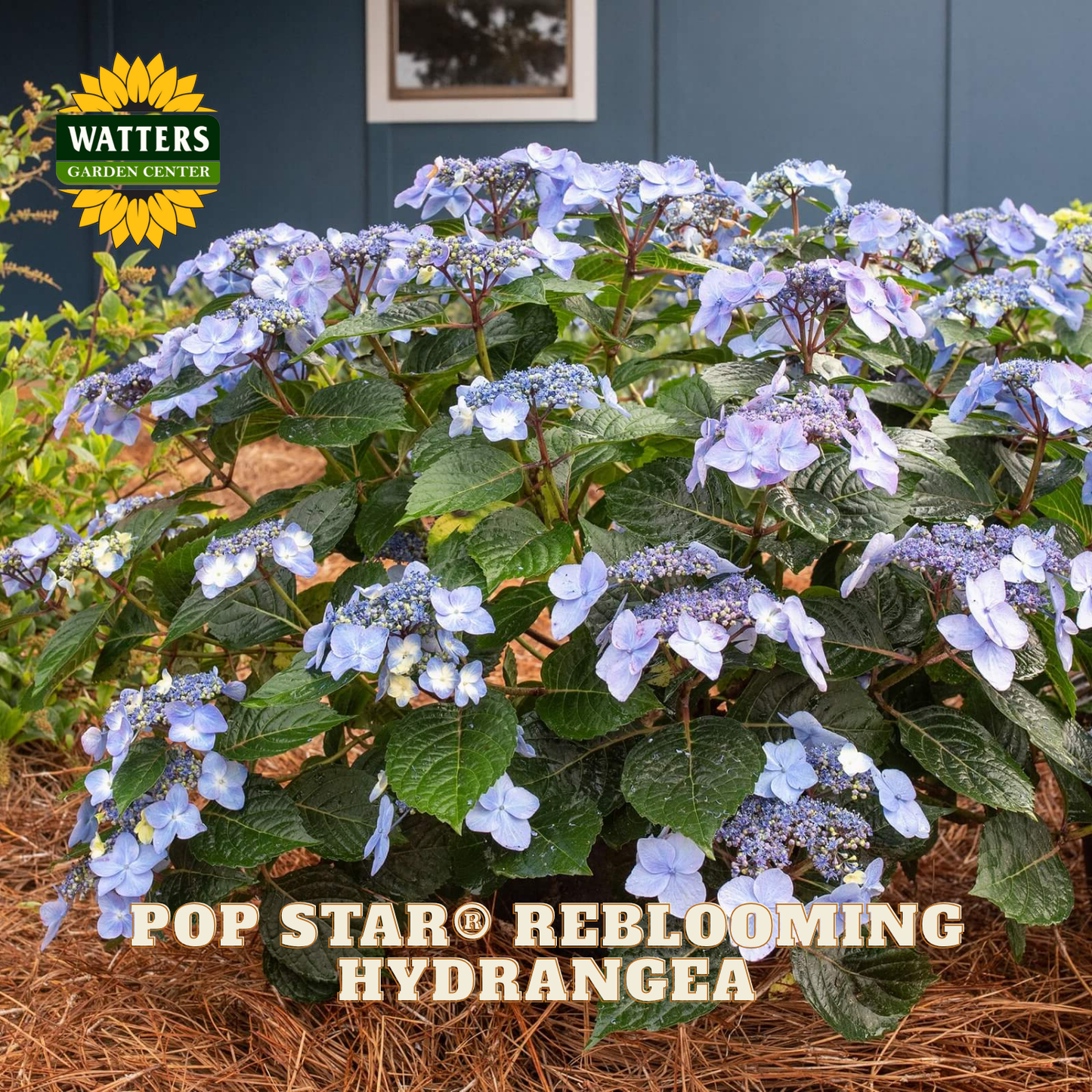 Pop Star reblooming hydrangea plant with Watters Garden Center logo.