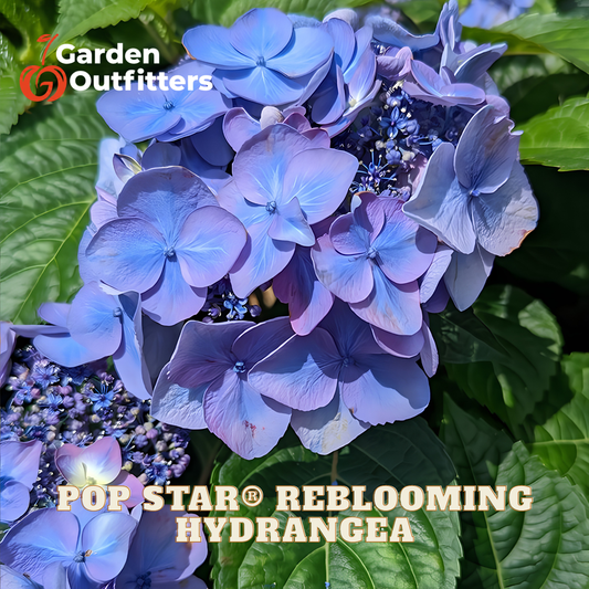Blue hydrangea flowers with green leaves, featuring a Garden Outfitters logo in the top left and 'POP STAR REBLOOMING HYDRANGEA' text at the bottom.