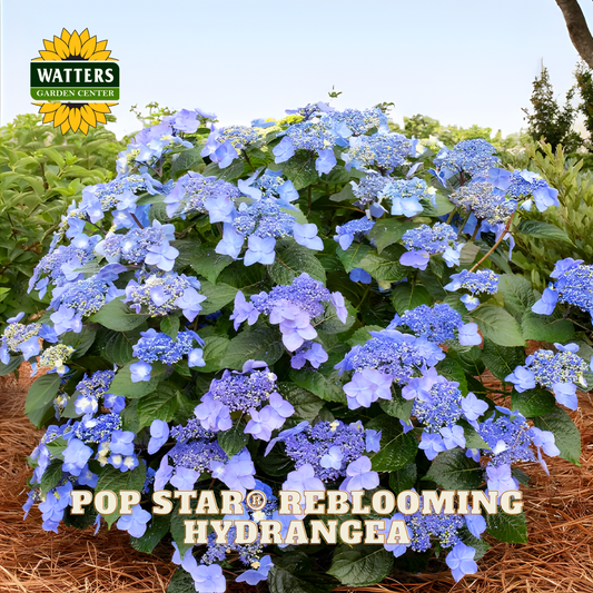 Blue hydrangea plant with 'Watters Garden Center' logo and 'Pop Star Reblooming Hydrangea' text.