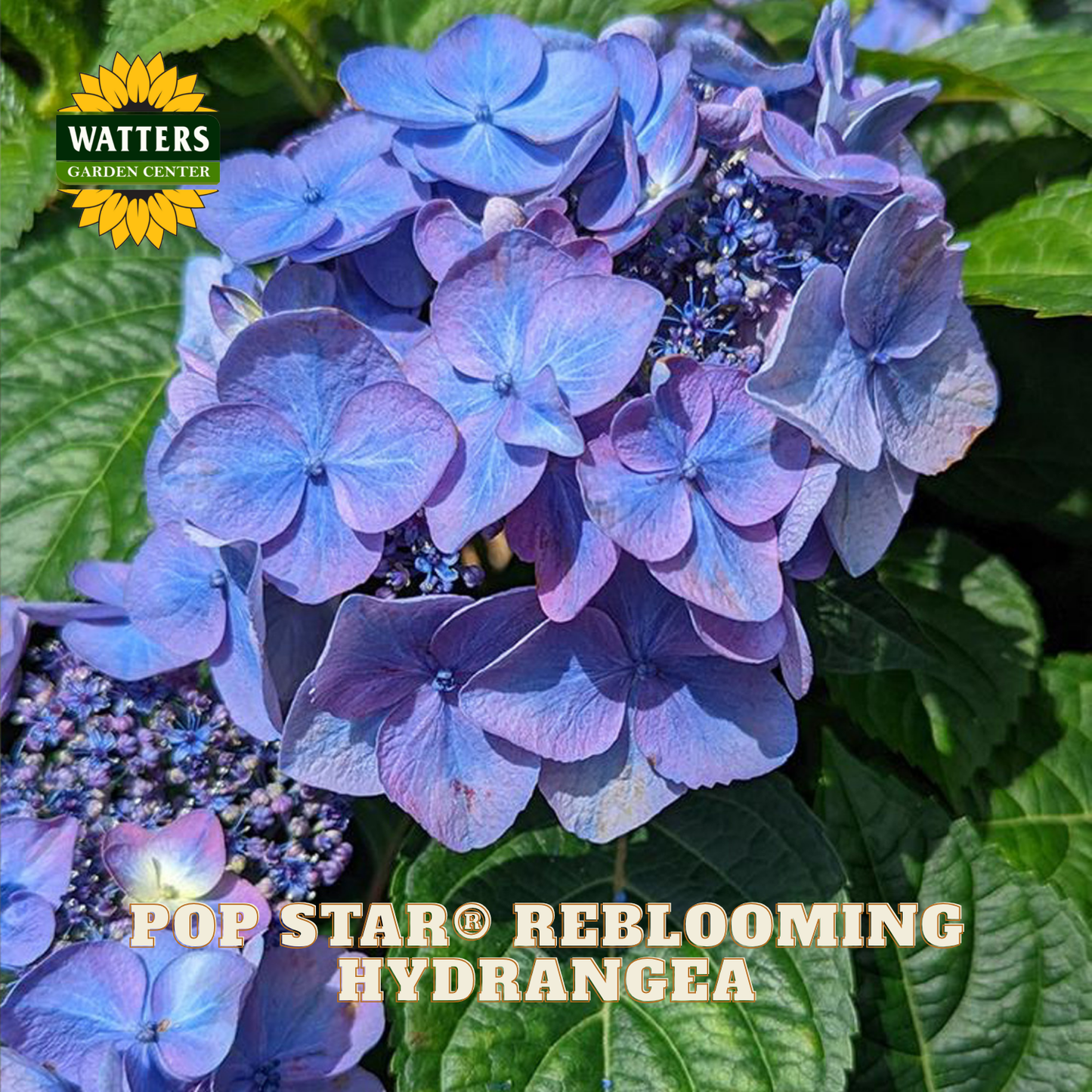 Close-up of blue hydrangea flowers with Watters Garden Center logo and 'Pop Star Reblooming Hydrangea' text.