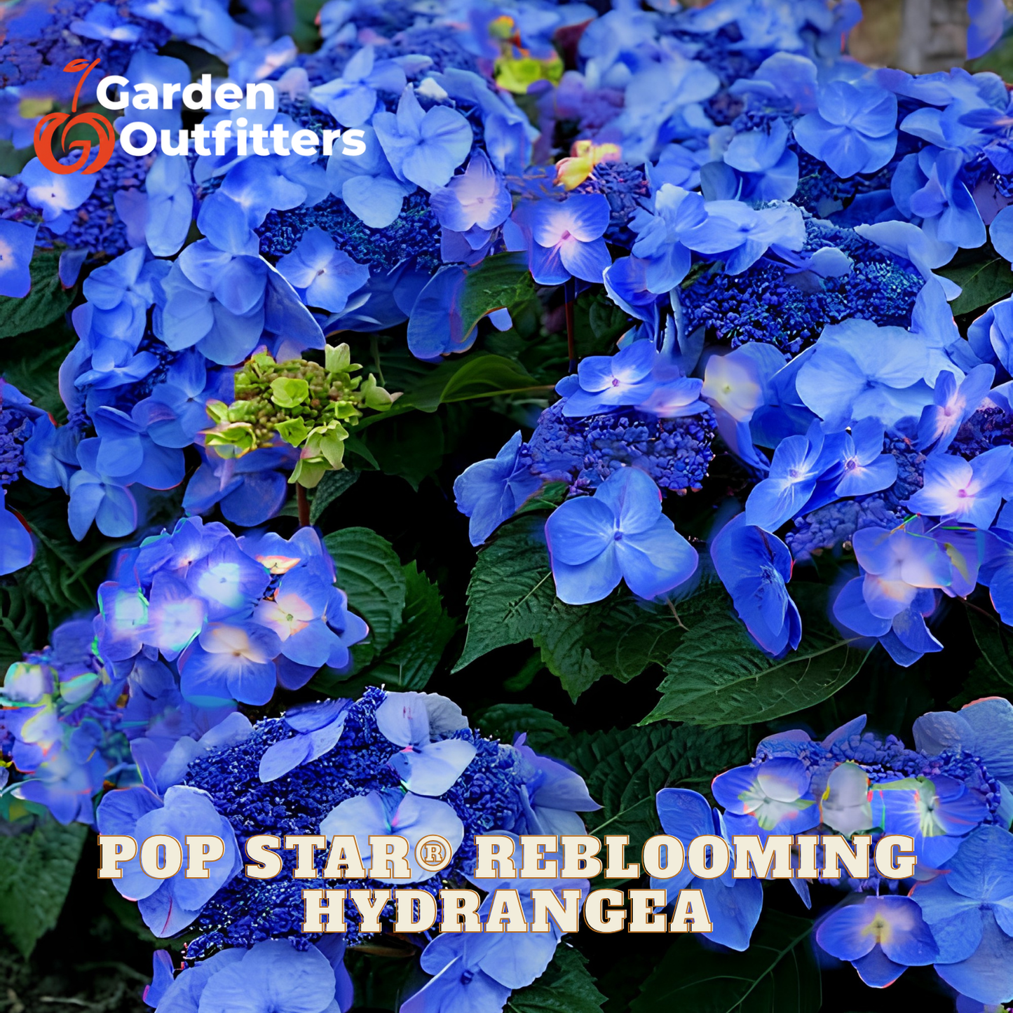 Close-up of blue hydrangea flowers with green leaves, overlaid with the text 'Garden Outfitters' and 'POP STAR REBLOOMING HYDRANGEA'.