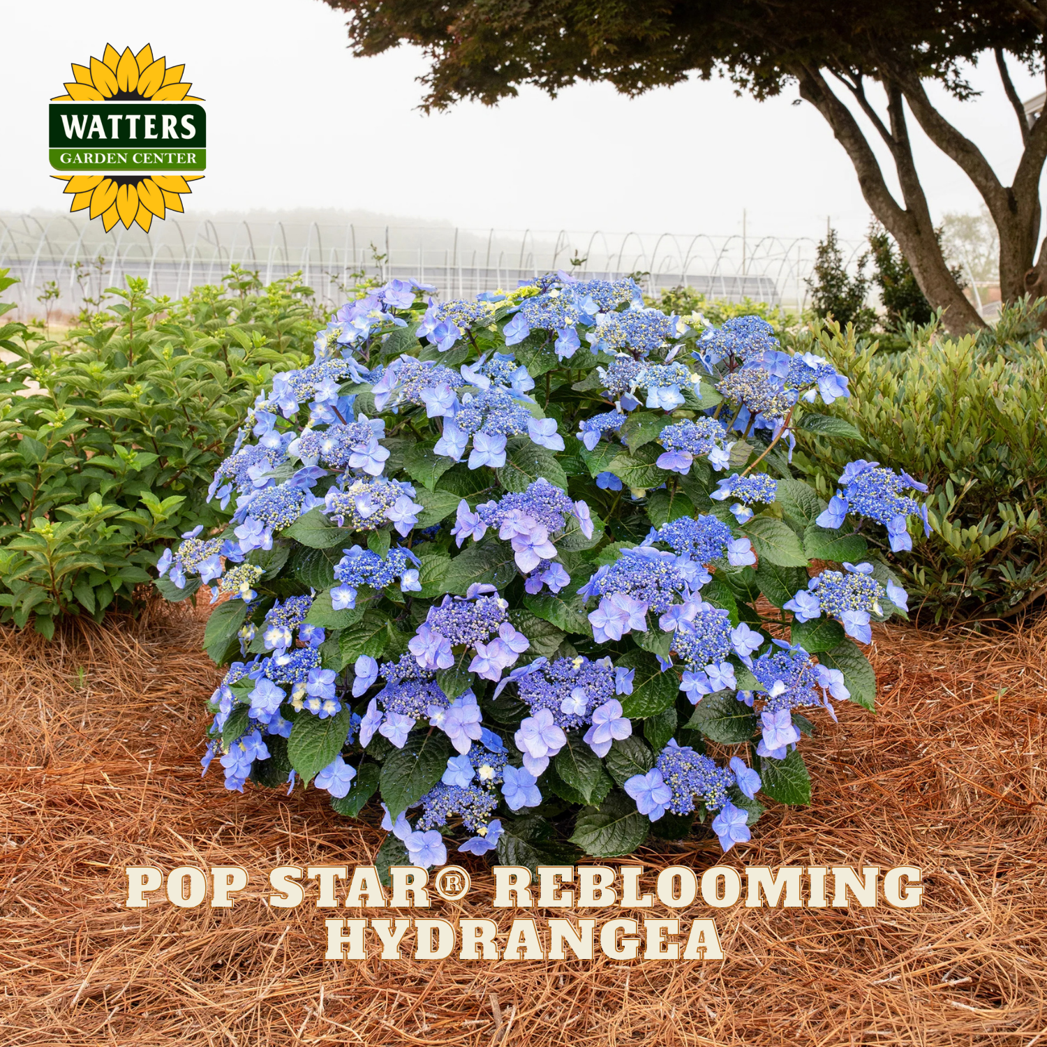 Blue hydrangea plant with 'Watters Garden Center' logo in the background