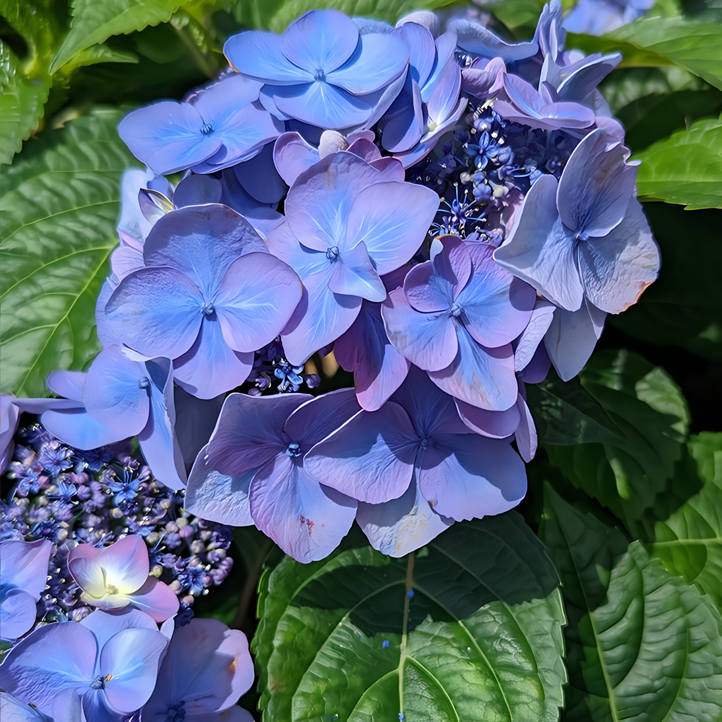 Pop Star® Reblooming Hydrangea (Hydrangea macrophylla 'Pop Star') - 3 gallon