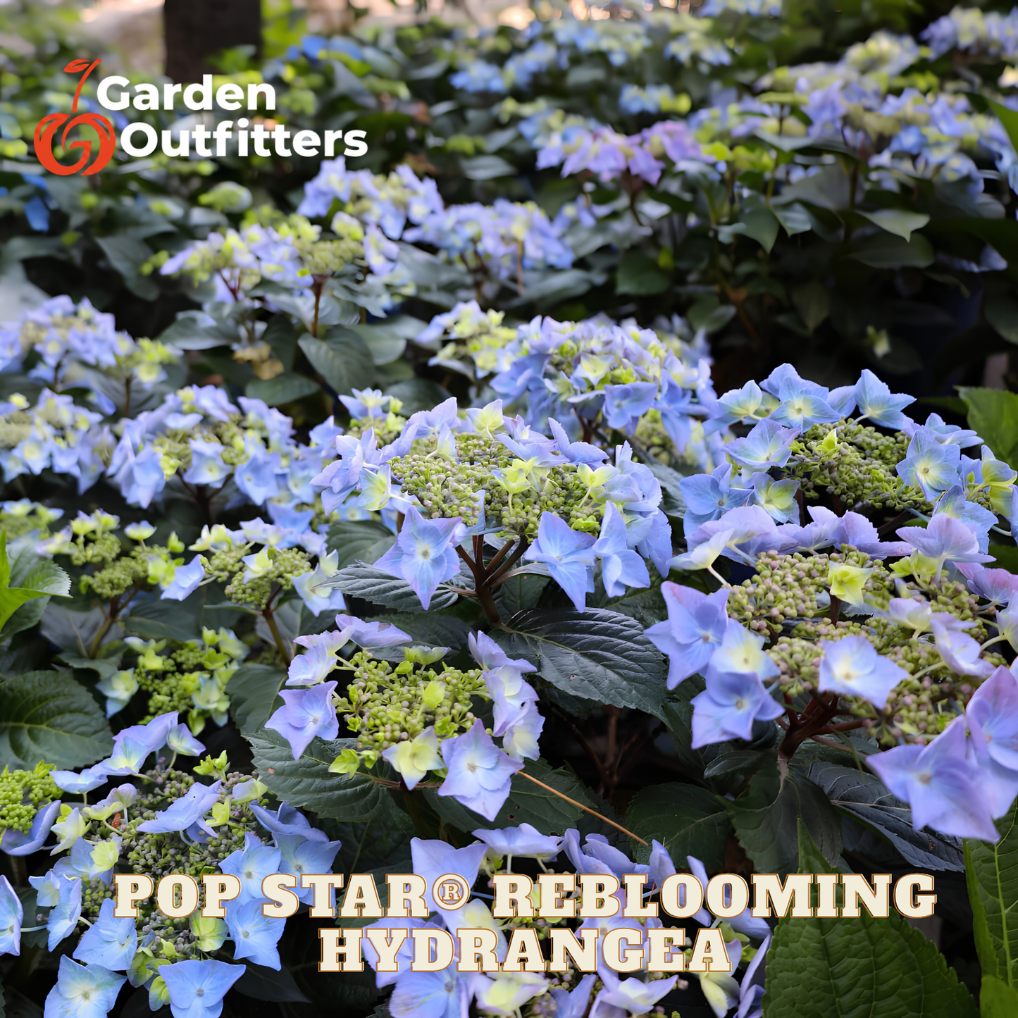 Blooming hydrangea plants with light blue to lavender flowers and green leaves, shown in a garden-style setting with overlaid text reading 'Garden Outfitters' and 'POP STAR REBLOOMING HYDRANGEA'.