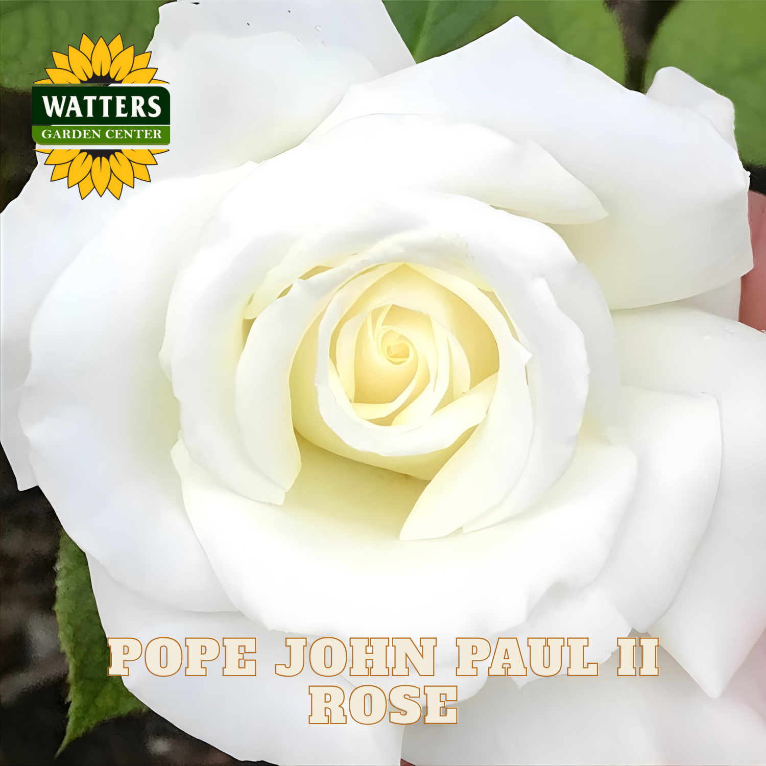 Close-up of a white rose with 'Watters Garden Center' logo and 'Pope John Paul II Rose' text.