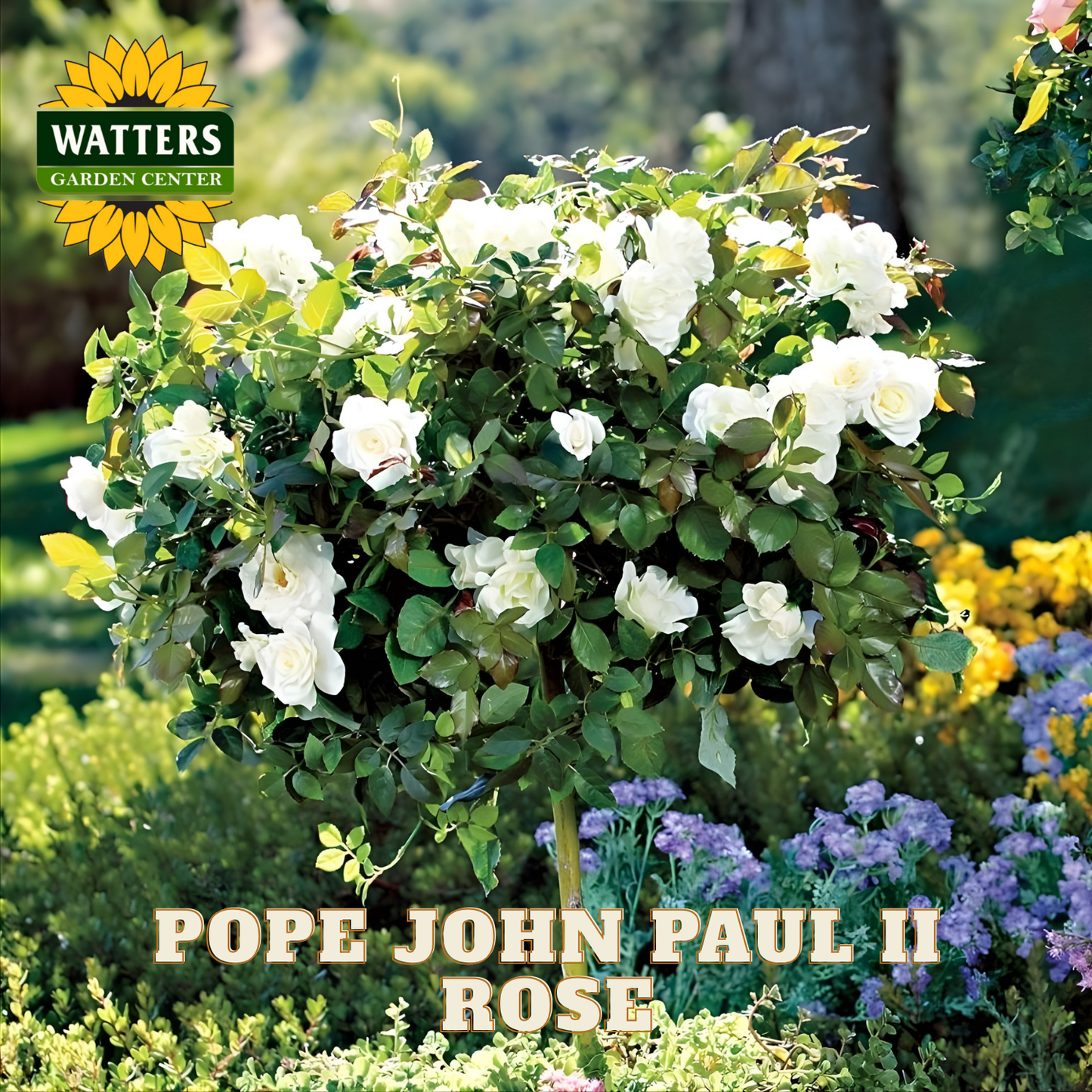White rose bush with 'Watters Garden Center' logo and 'Pope John Paul II Rose' text.